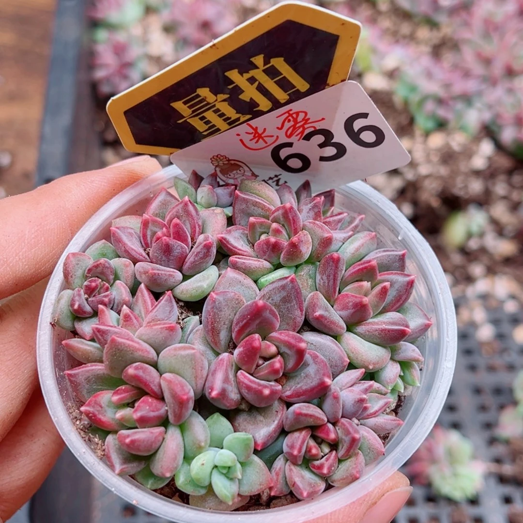 多肉植物多肉植物
