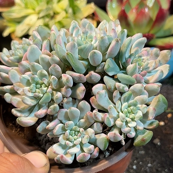 蓝精灵锦惊鸿一物一拍包装收缩花旱