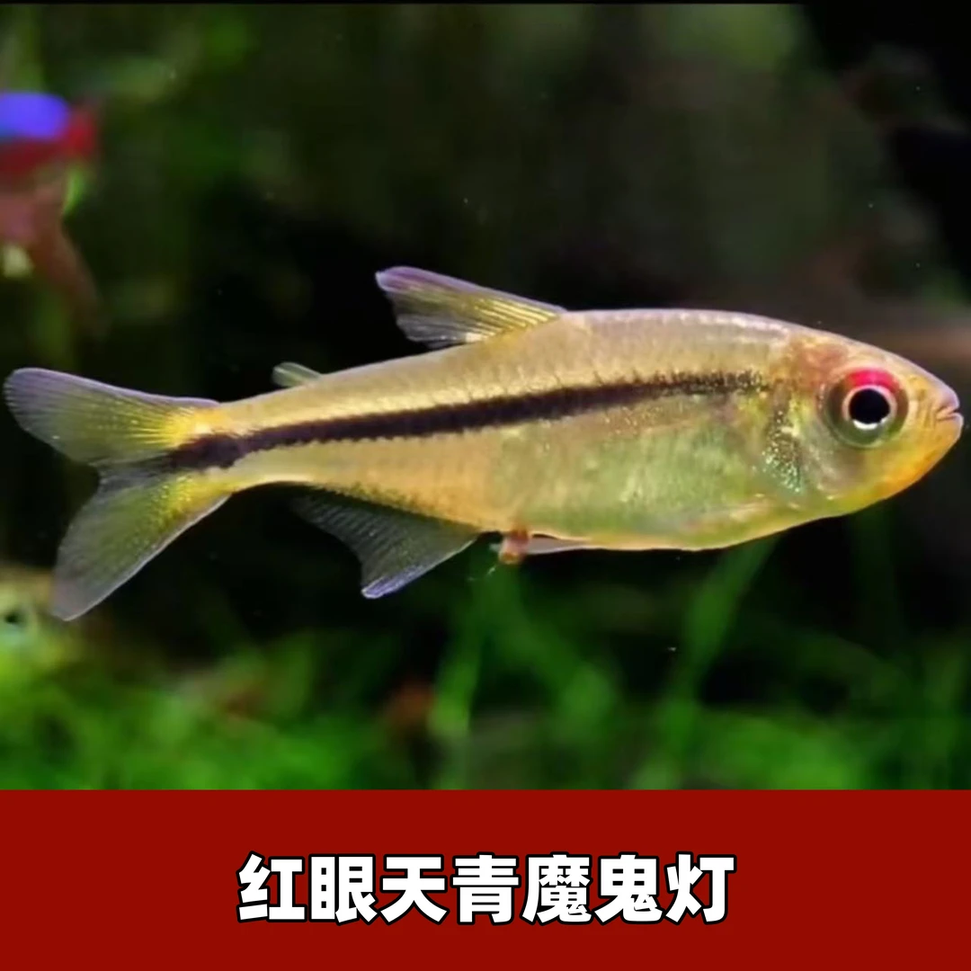 【渔扬水族】红眼天青魔鬼灯鱼观赏鱼