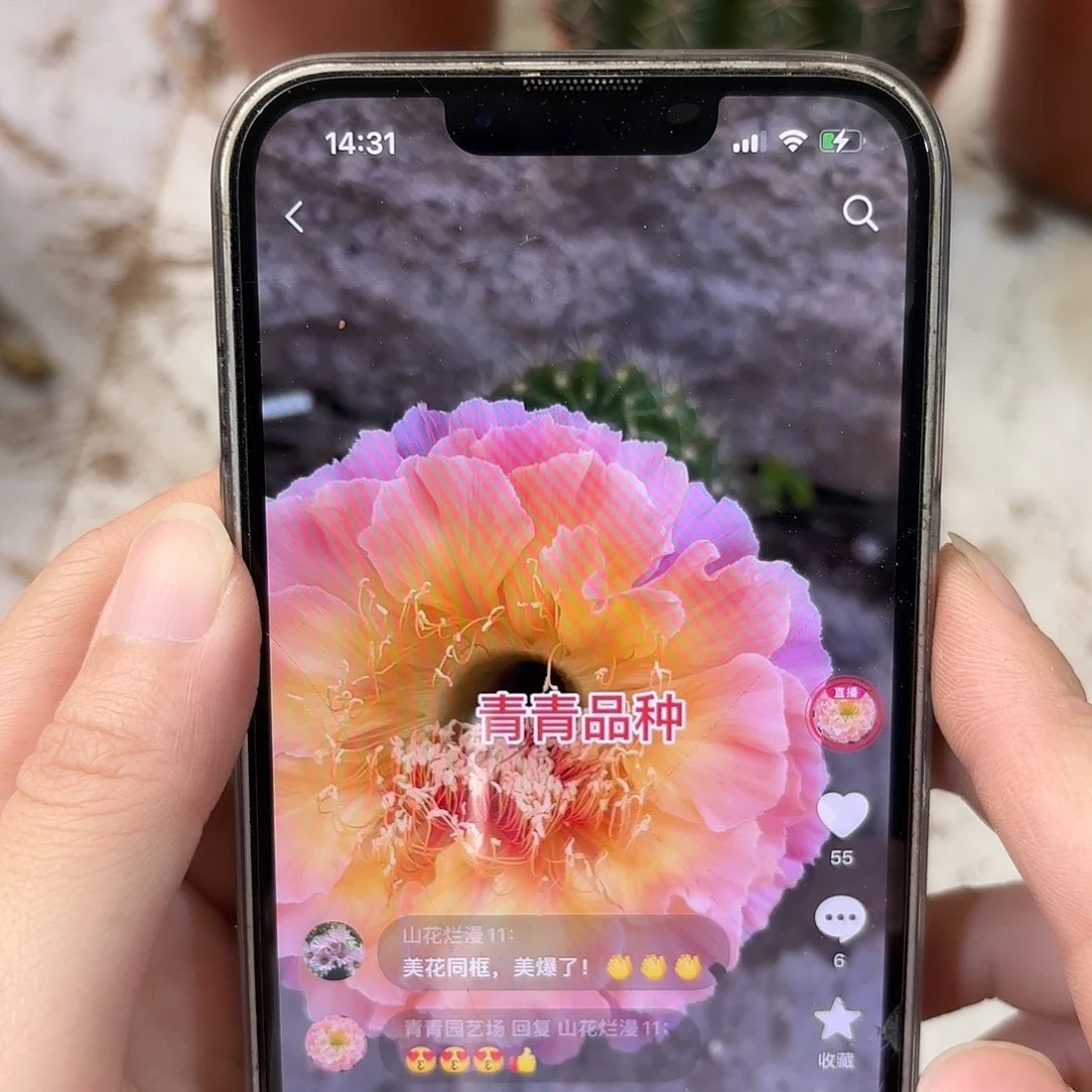 彩草青鸾火凤4公分侧牙