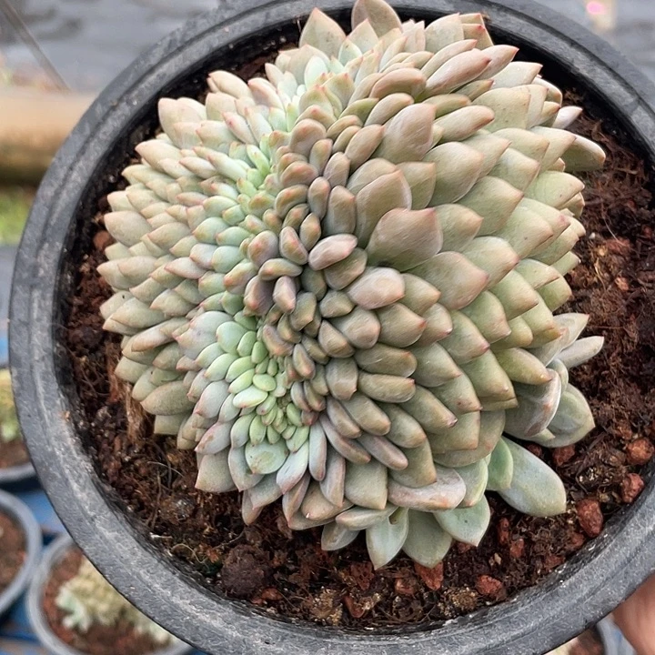 爱丽儿缀化多肉植物