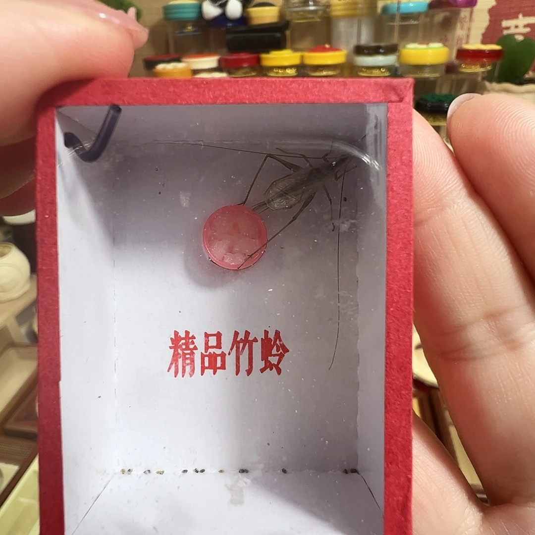 哈哈哈天水竹蛉一个