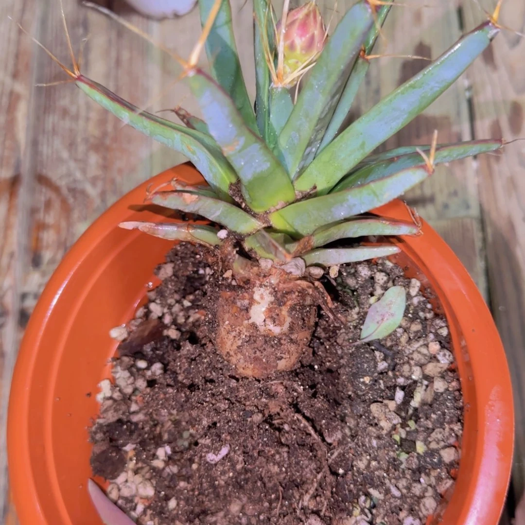 块根植物块根植物
