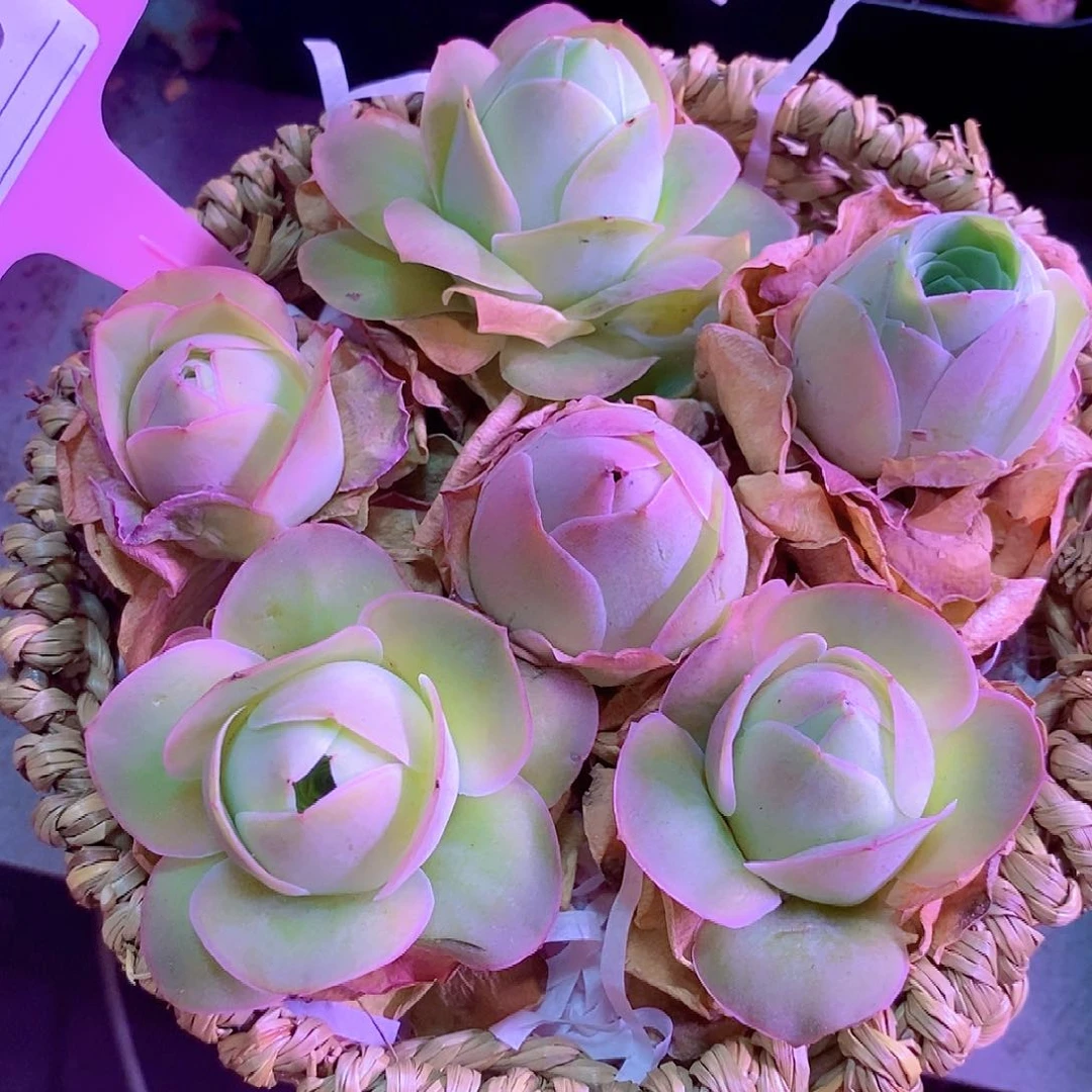 帕尔玛花篮一物一拍005带蓝发货