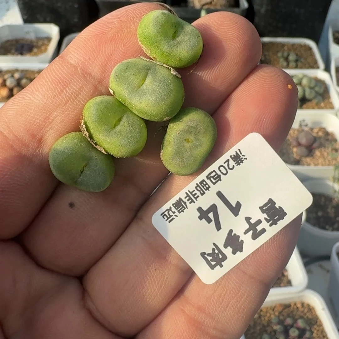 水晶鞋。