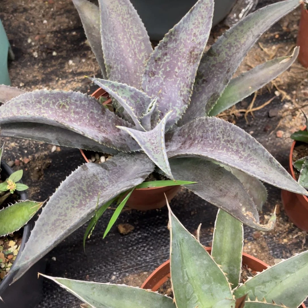 玛雅女王龙舌兰系列