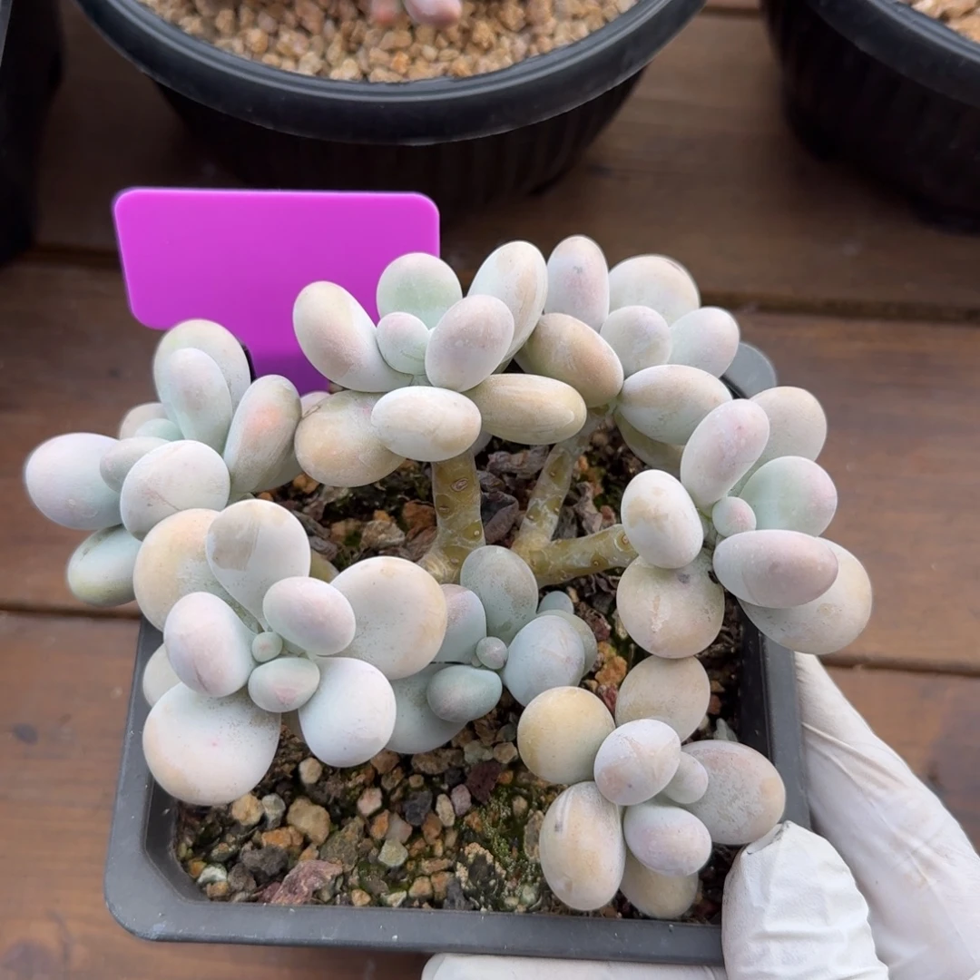 特价奶酪1111111111111111