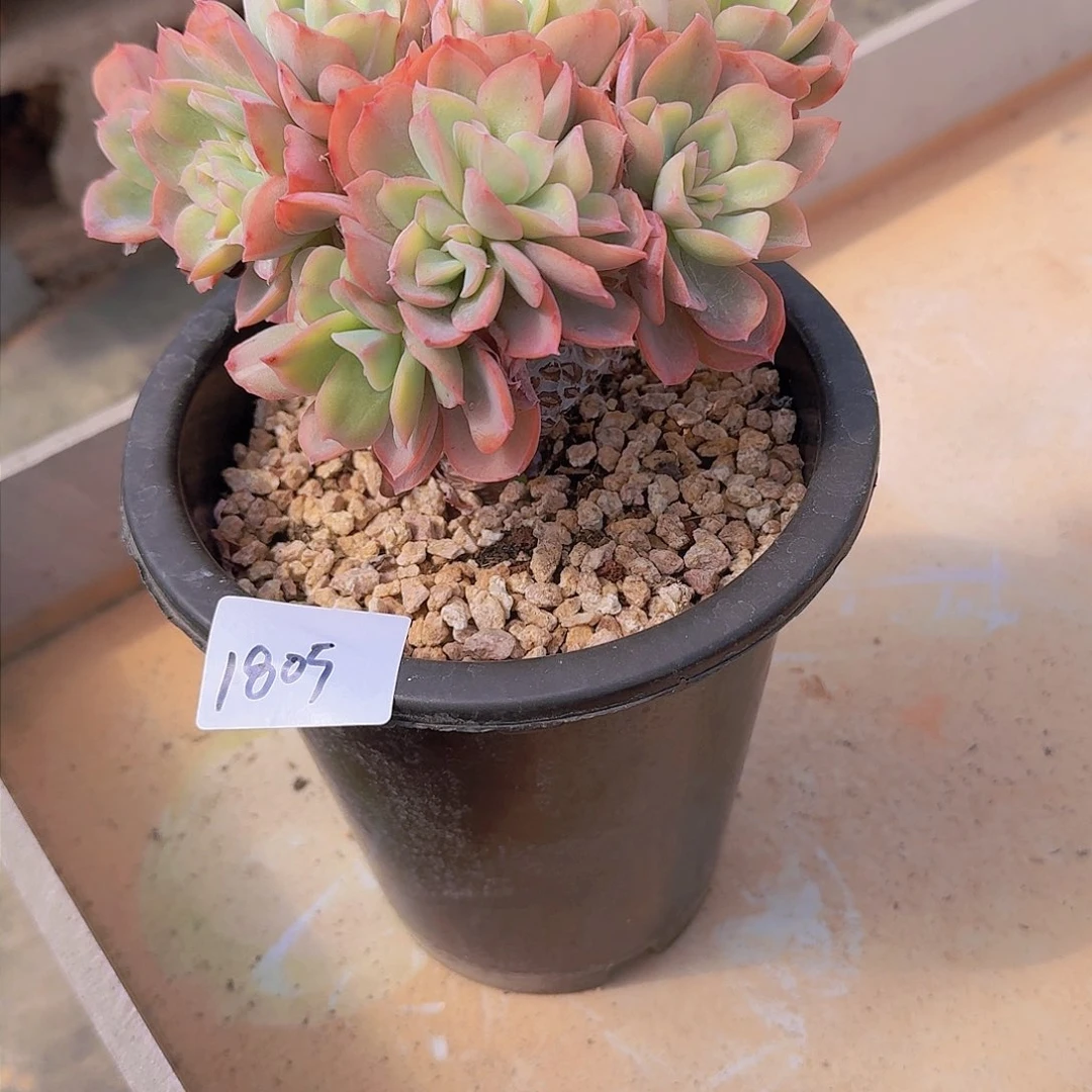 战****拒1805杂交多肉植物