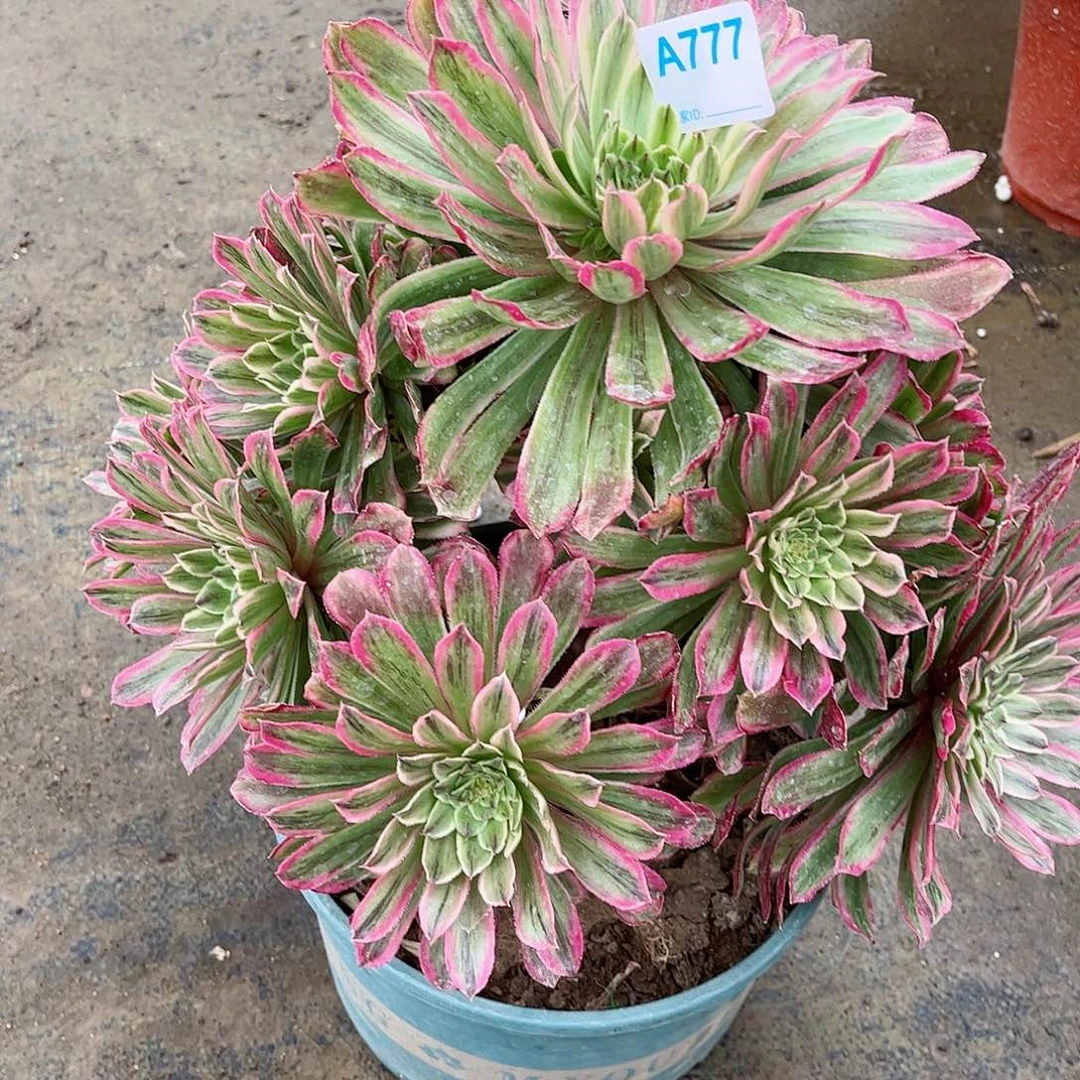 鲜****家多肉植物777多肉