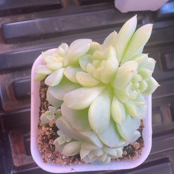 纸鸢甜心专拍福利