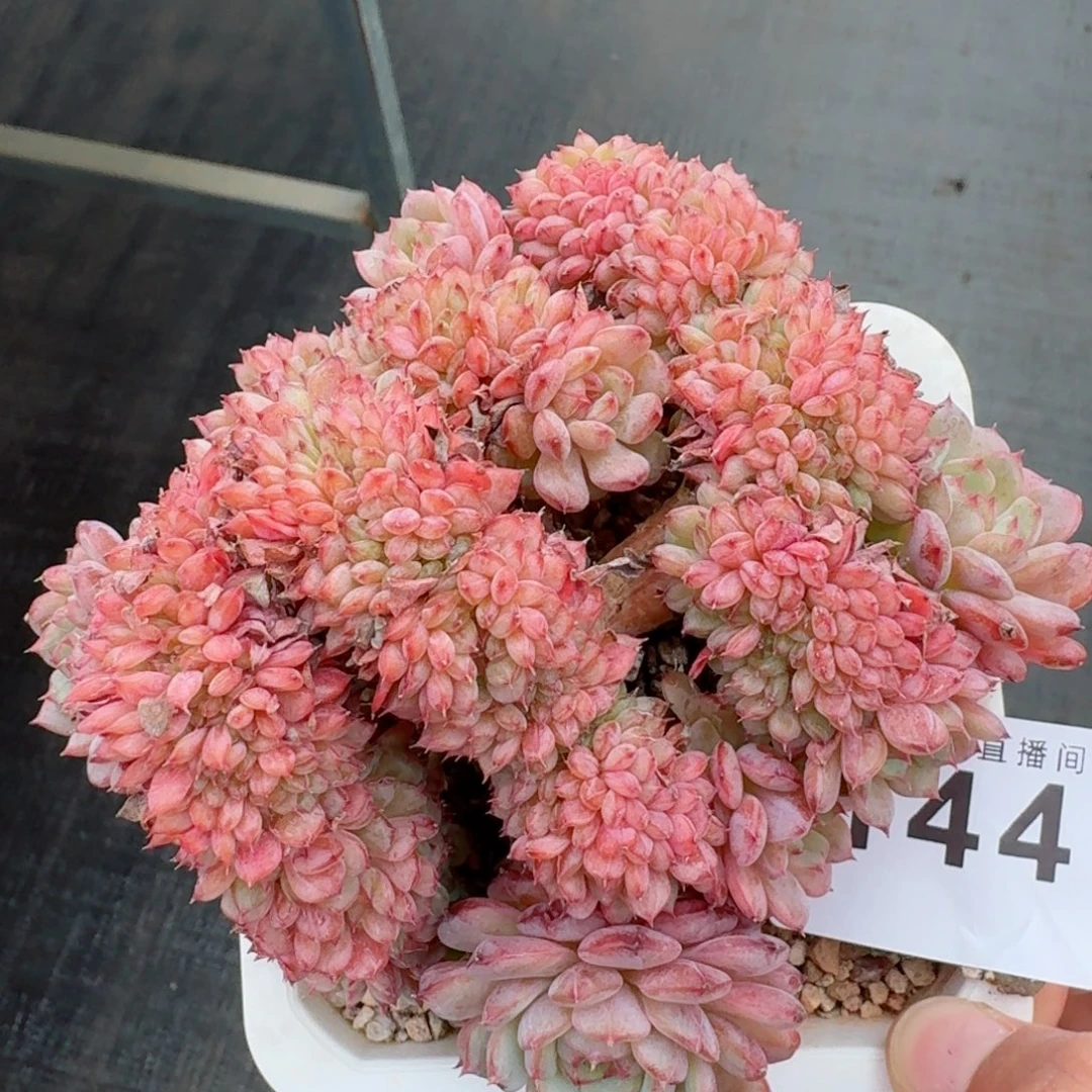 白胖子缀化            精美多肉植物