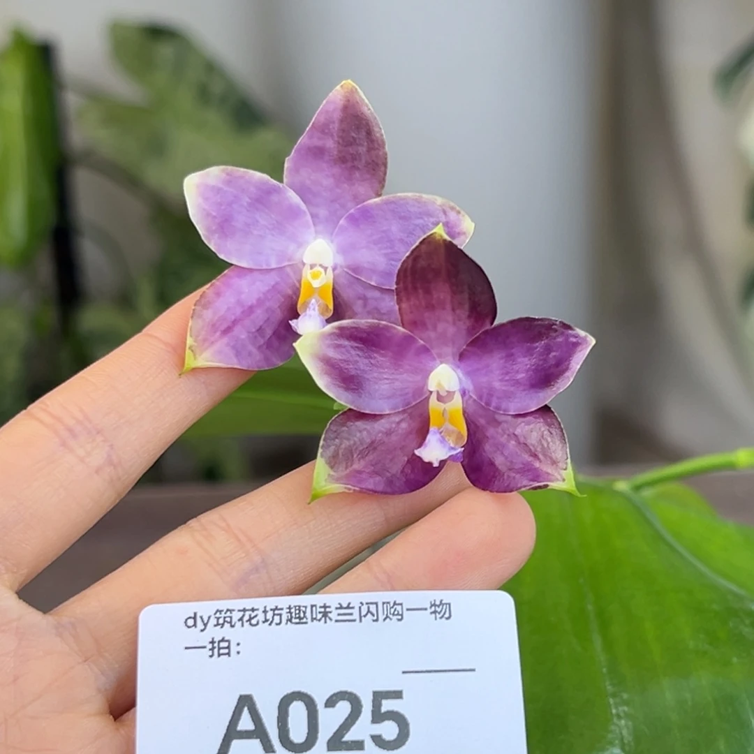 完全开放025开花株