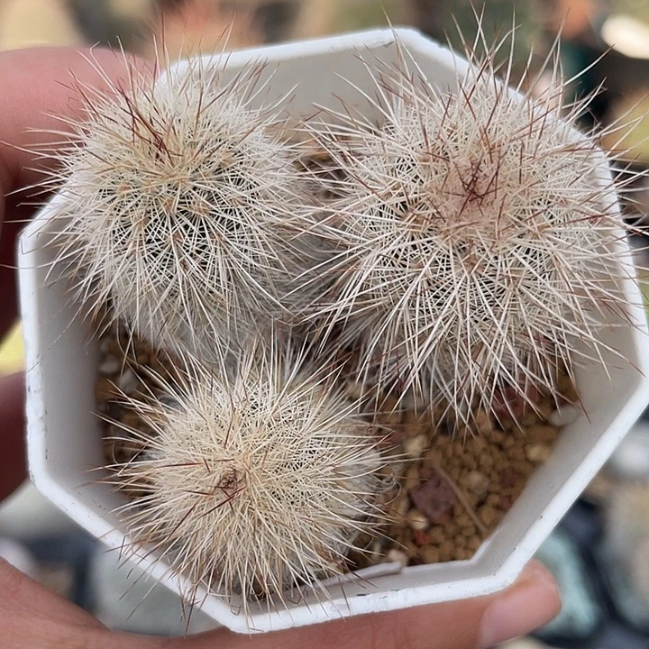 白毛虾实生裸根发货