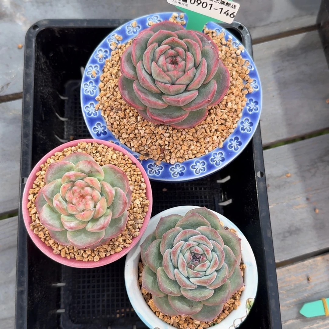 从前慢多肉精选编号0901.146