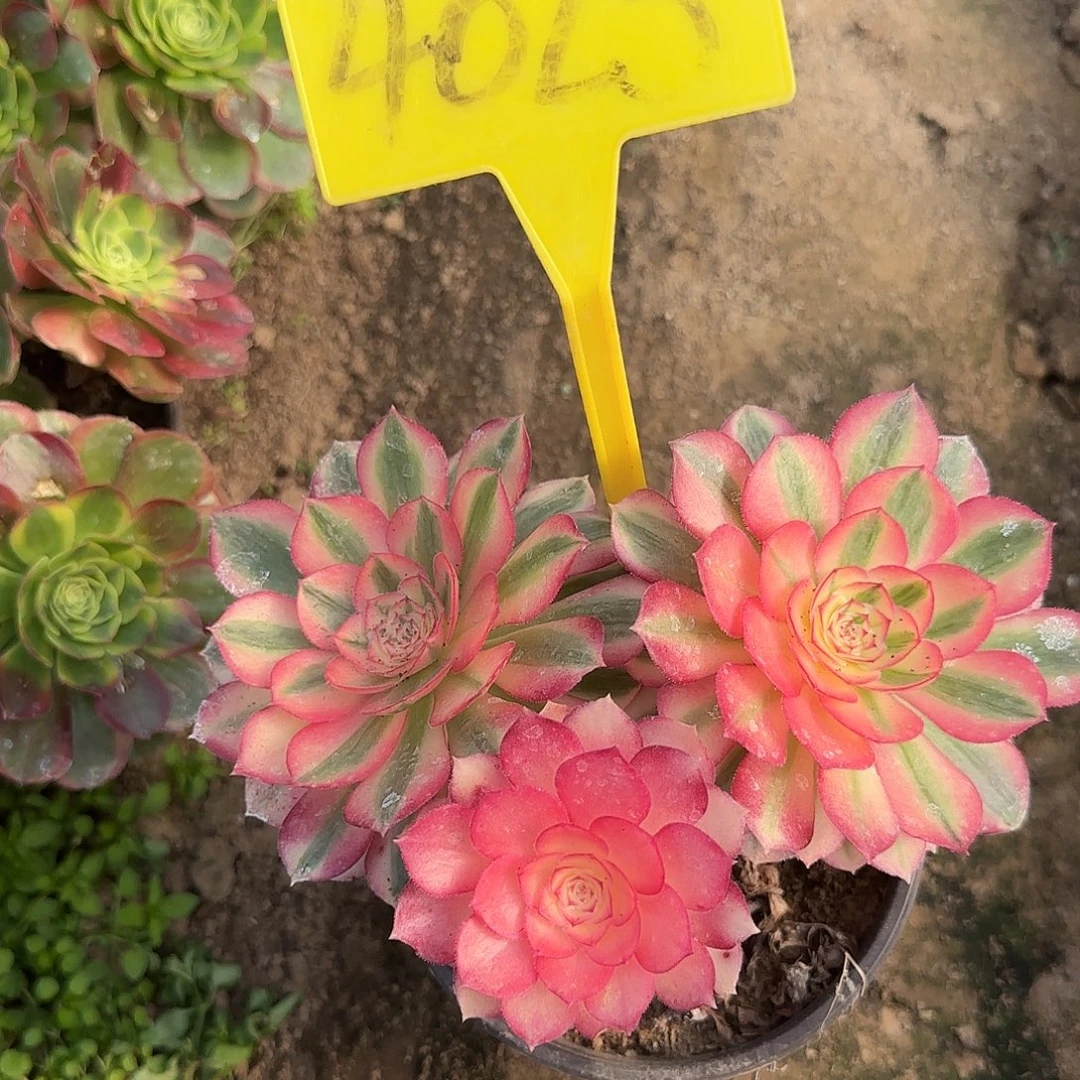 4025+++倾城多头多肉