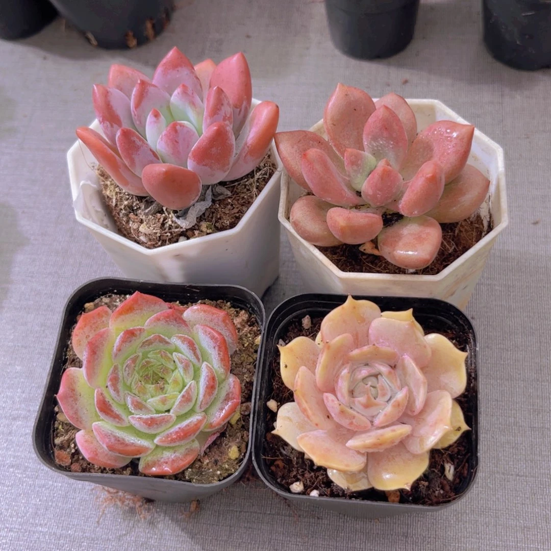 奥普。桃花源。粉恋。露娜莲