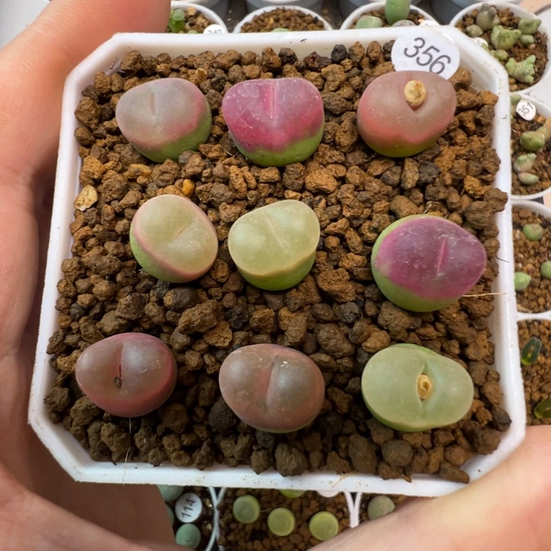 ᝰ***姝毛9颗脱土3560000