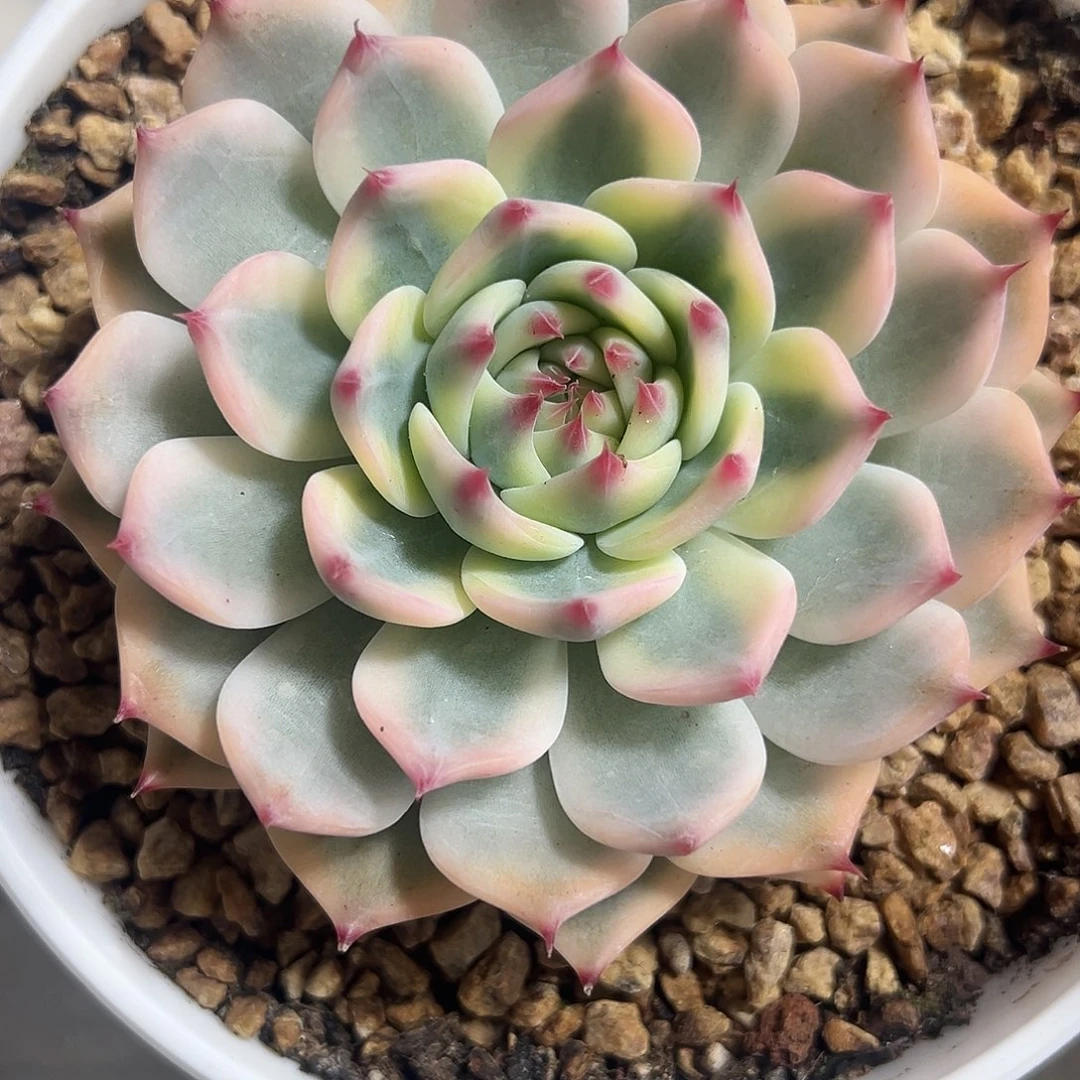 吉娃娃锦多肉植物