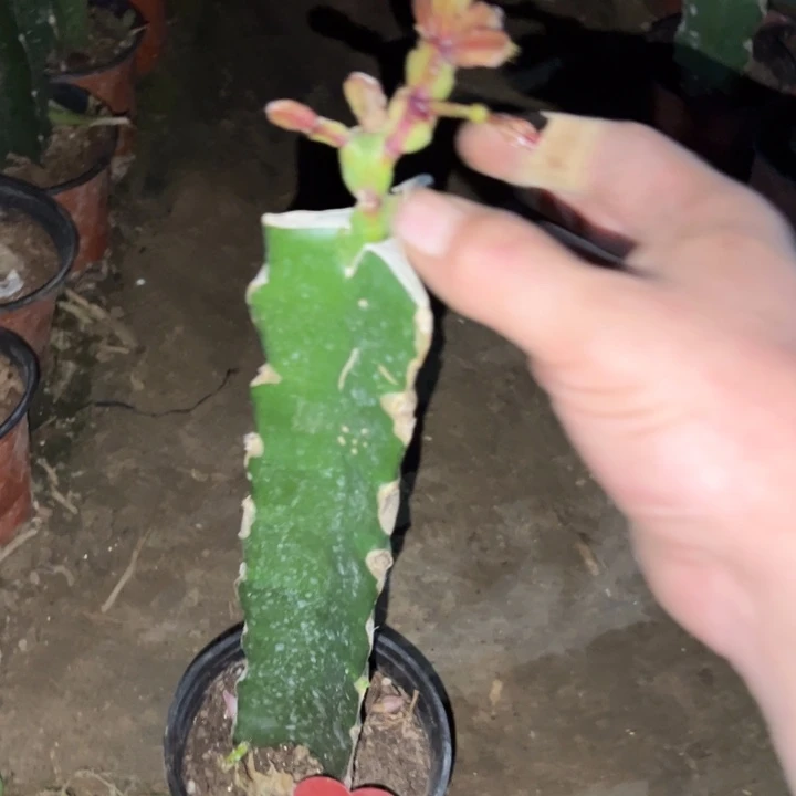 深***蓝当前无花栽培后可以开花086  5