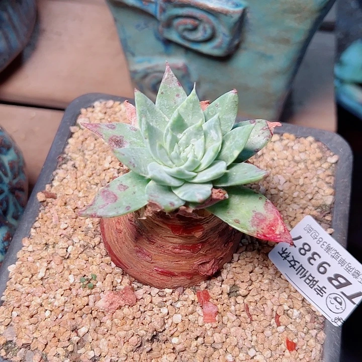 9386绿雪山仙女杯多肉