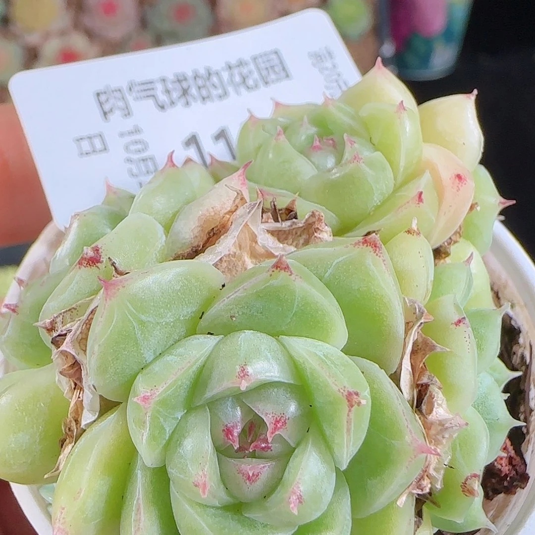 1026-113麦秆优选不包整