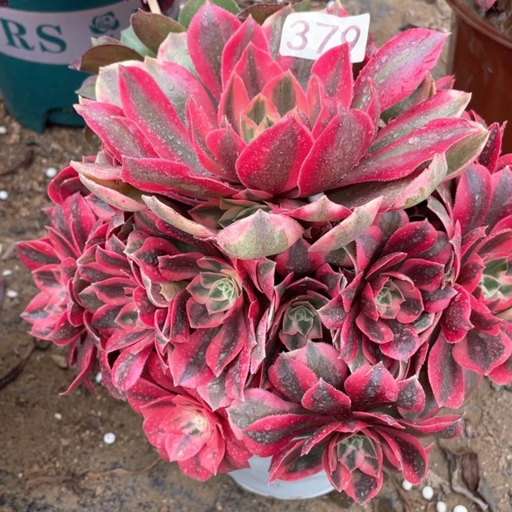 379多肉植物女妖