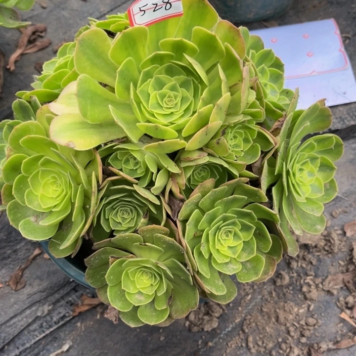 知***。528雨荷多肉植物法师