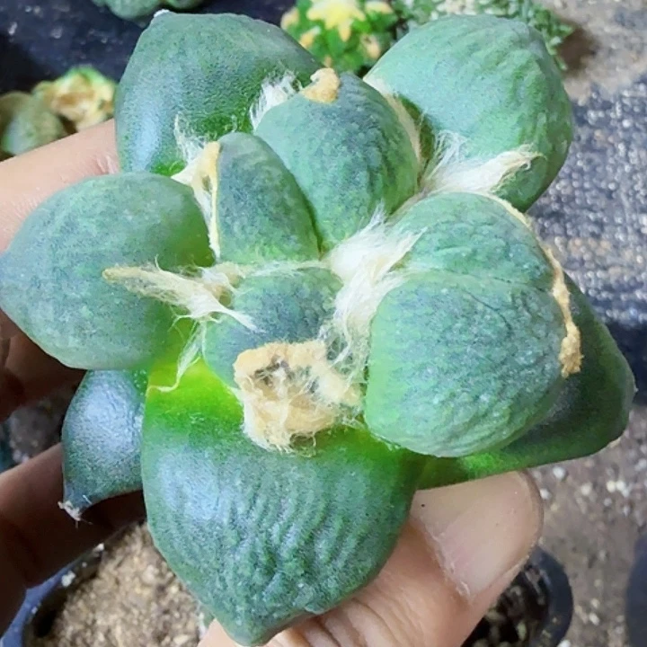 无花朵福利苗接大尤蛋540