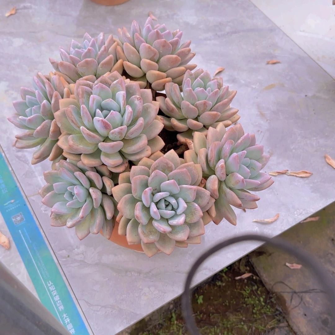 林*林西奥普多肉植物