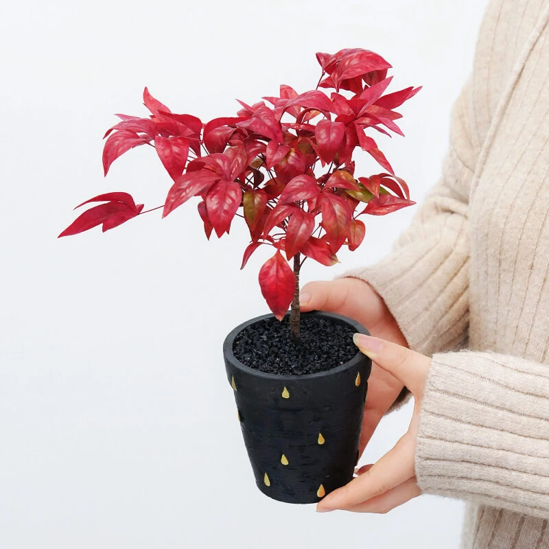 抗拒寒冷火焰南天竹耐寒观叶盆栽植物越冷越红新手好养易活植物