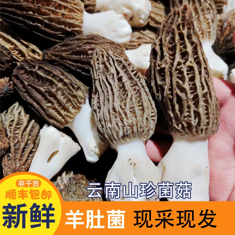 云南甄选新鲜羊肚菌食用蘑菇