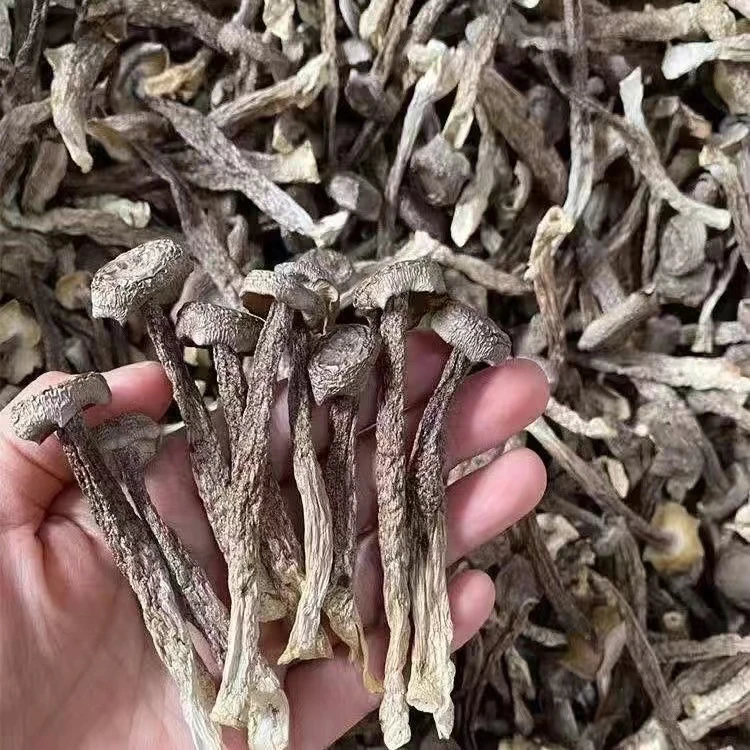 【升发】   鹿茸菇