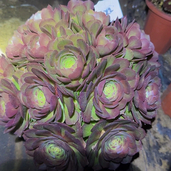 精品红心沙拉碗老桩福利22