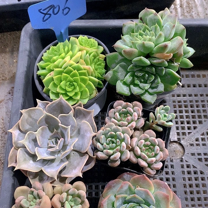 806号多肉植物园艺