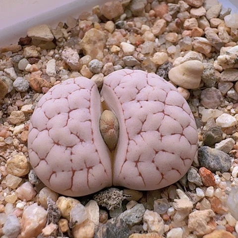 2246荒玉母本粉体粉窗脑纹带盆