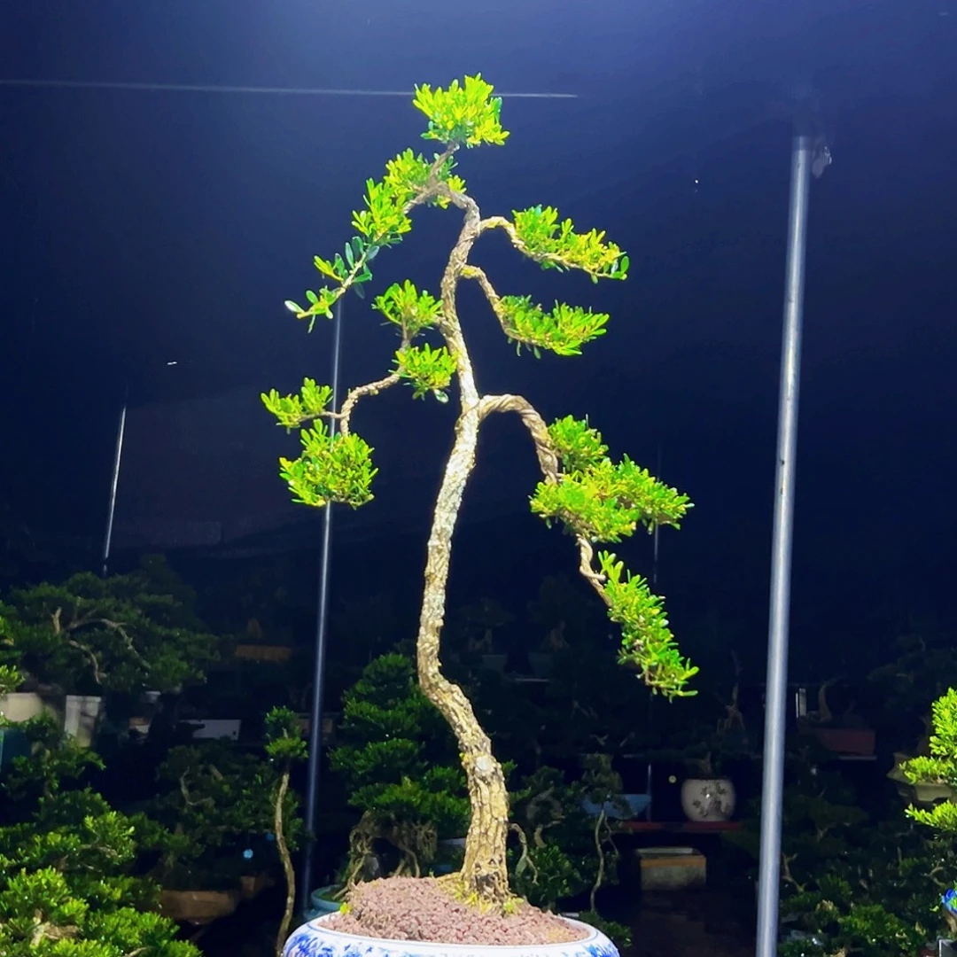 无花朵黄杨木