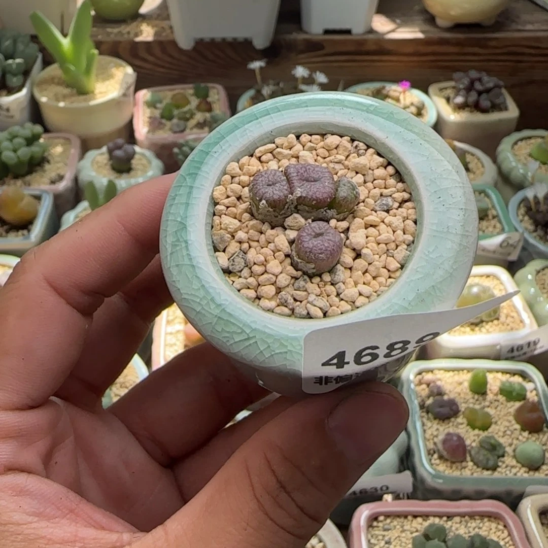 4688-一物一拍 带盆