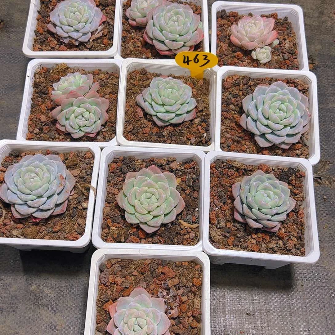 冰玉十颗463号（不包整）