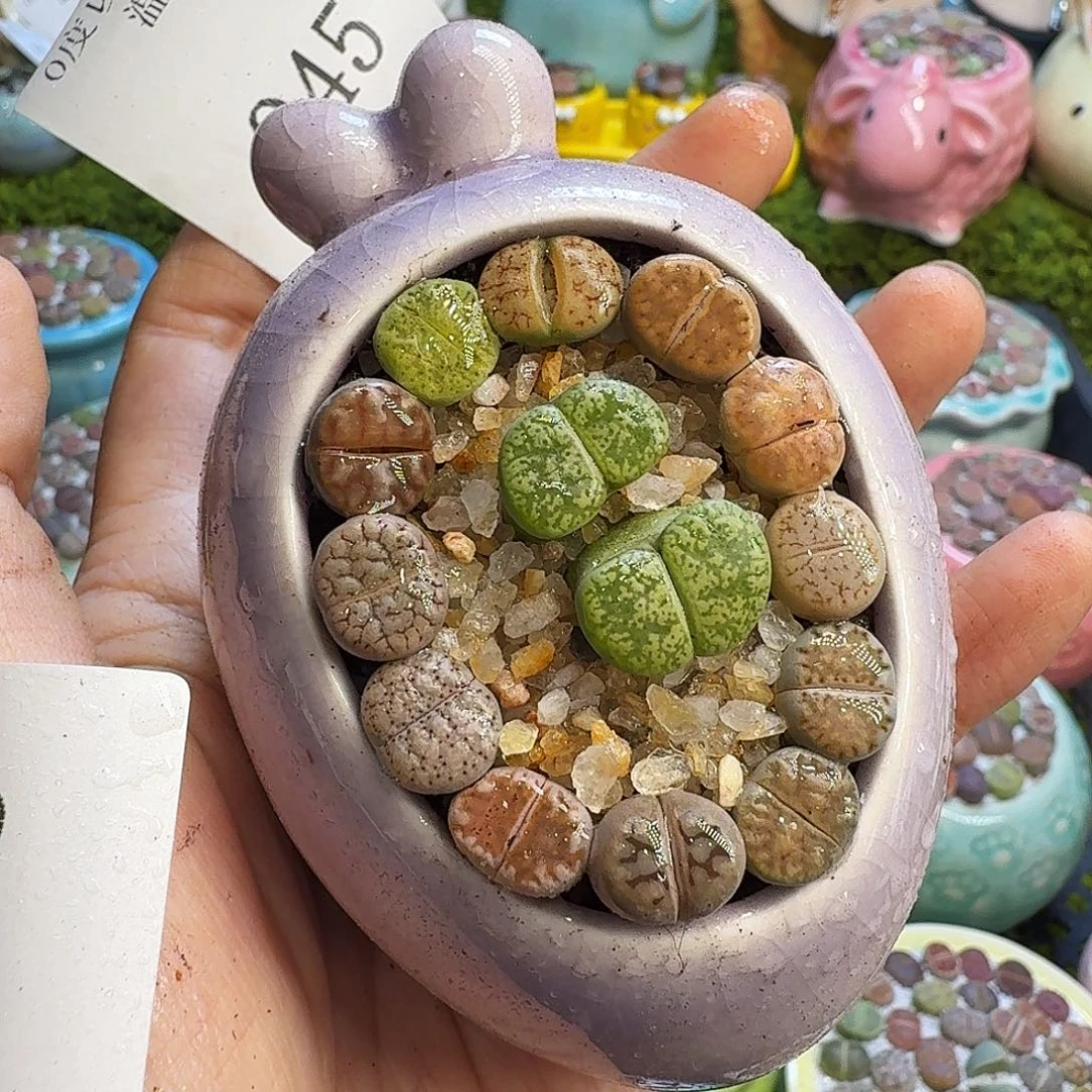 多肉植物福利冲945