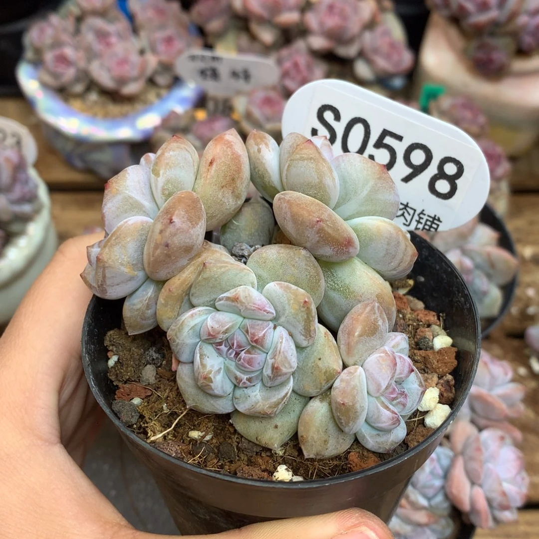S0598 突尼斯 背景同款
