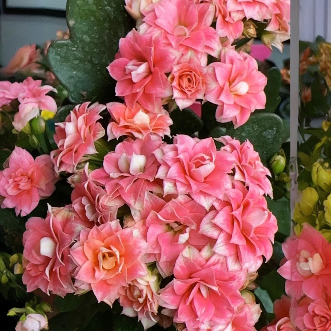 【玉台金盏】重瓣长寿花盆栽大花单瓣带花苞柠檬水果糖阳台皮实好养