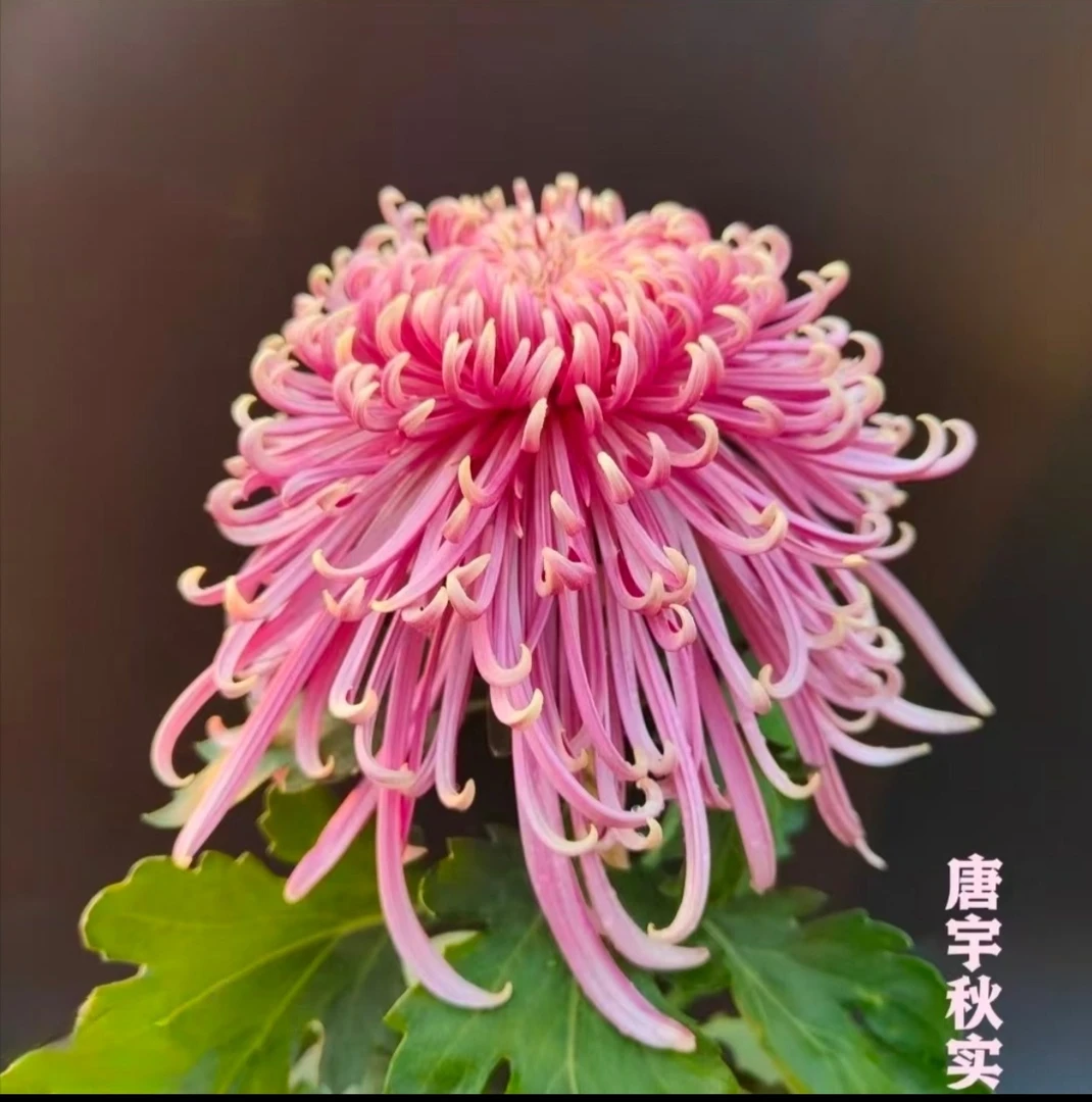 九月菊《唐雨秋实》菊花大苗 粉色系大花