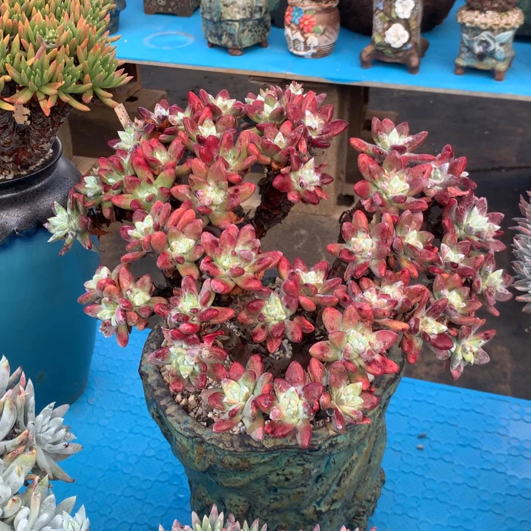 【*】少女杀手么么哒，2月8日发货