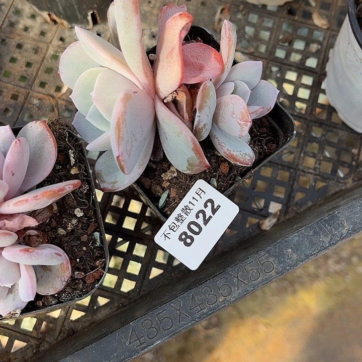 阿雅园艺。      8022奶茶