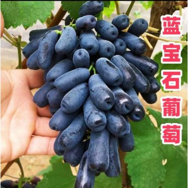 蓝宝石葡萄苗阳光玫瑰葡萄树苖南北种植庭院耐寒果树巨峰无籽苗