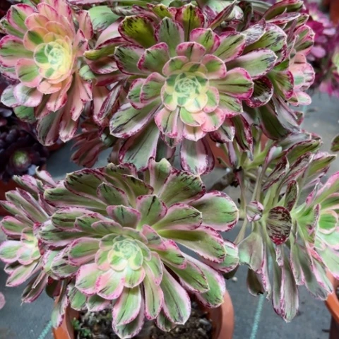 多肉植物微锦锦。