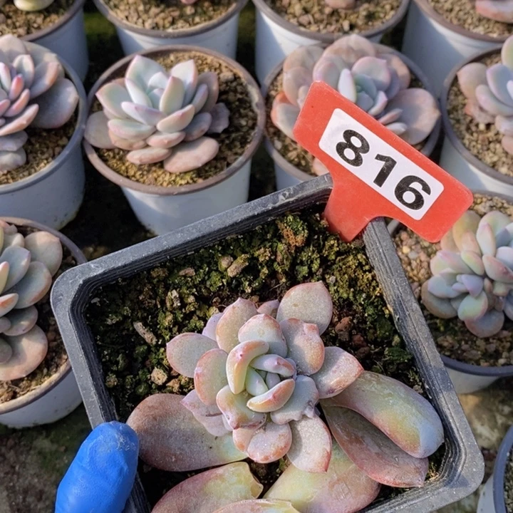 大***贤816号奶茶11111111