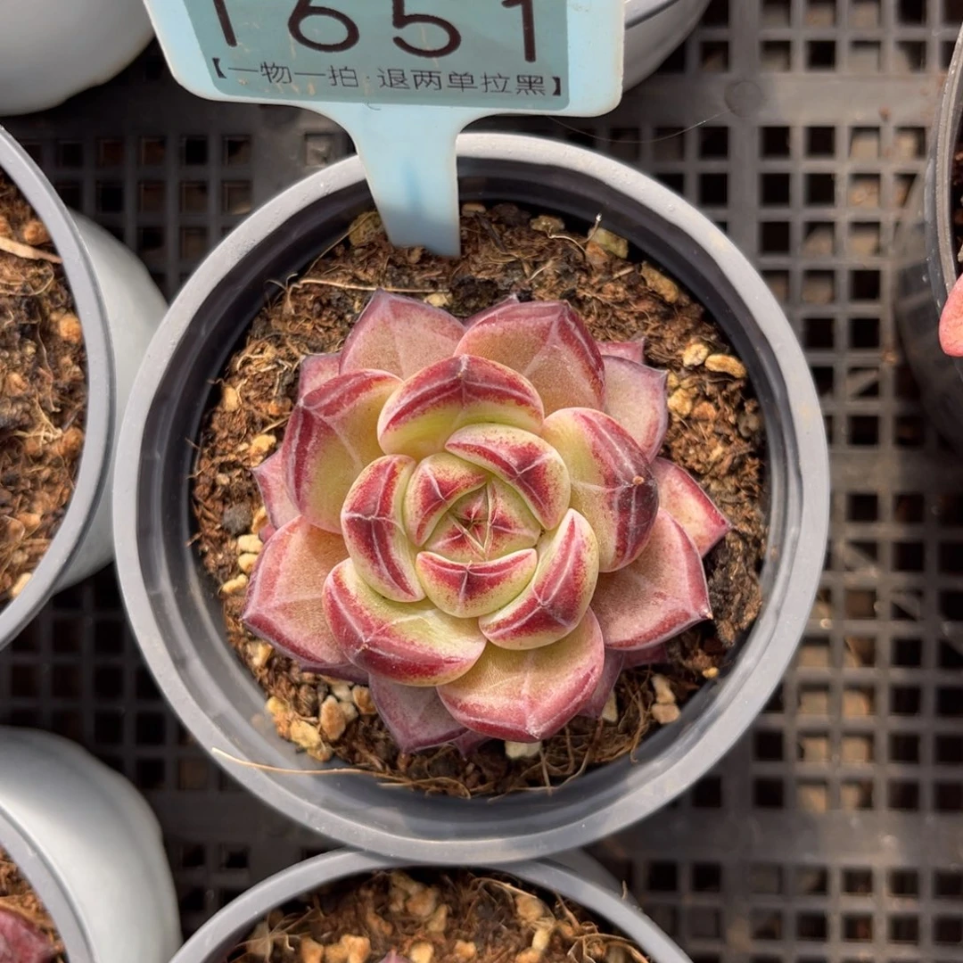 云尘多肉一物一拍1651