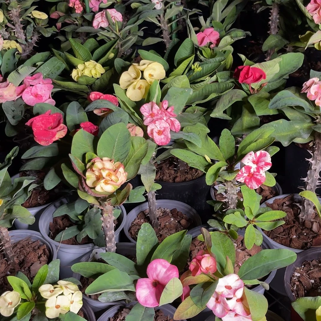 淤***芋虎刺梅带根-冰山美人+枝条180