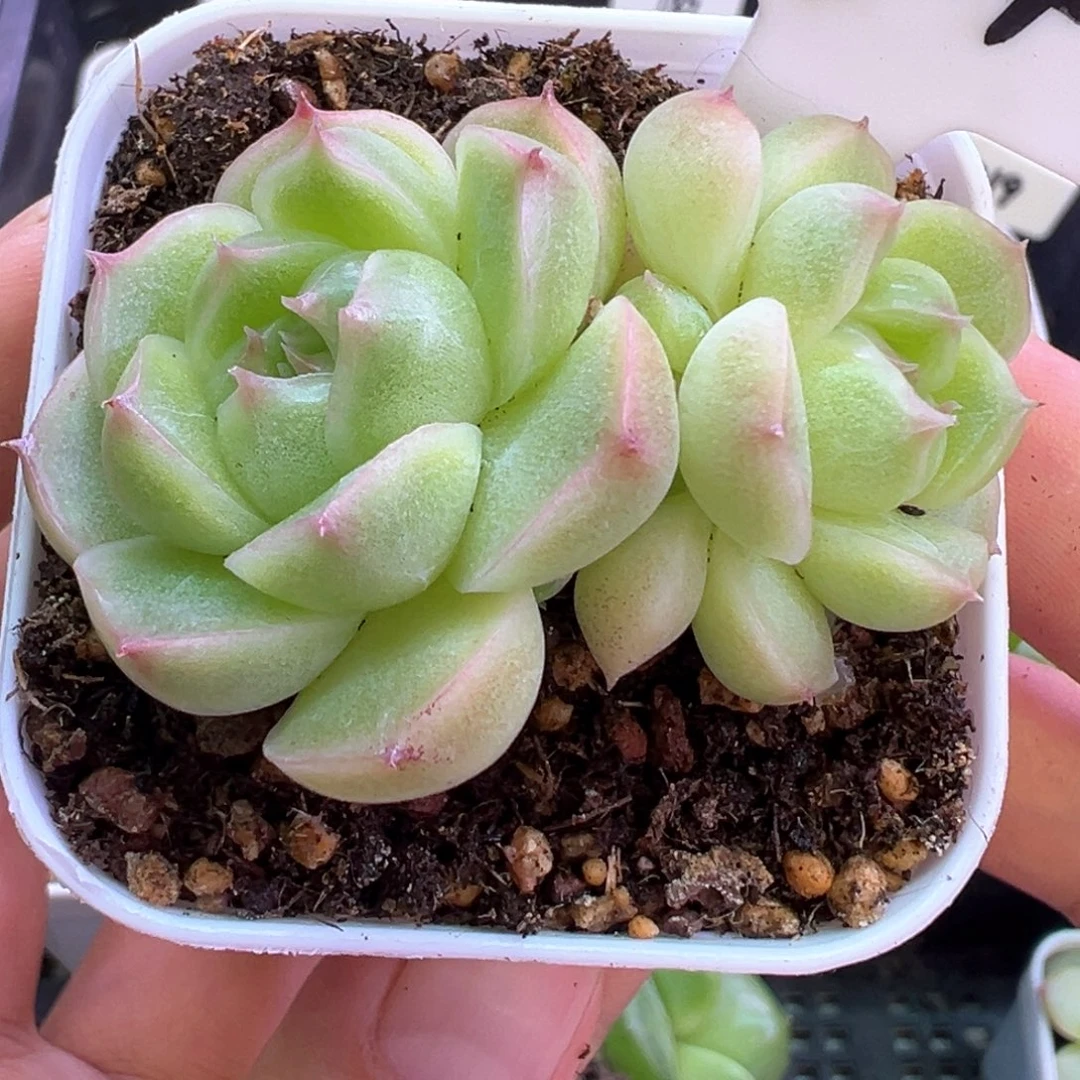 804号小豆包默认散